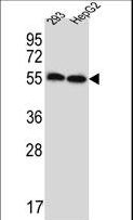 EnvR / ERV3 Antibody - ERV3 Antibody western blot of 293,HepG2 cell line lysates (35 ug/lane). The ERV3 antibody detected the ERV3 protein (arrow).