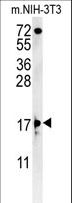 ENY2 Antibody - ENY2 Antibody western blot of mouse NIH-3T3 cell line lysates (35 ug/lane). The ENY2 antibody detected the ENY2 protein (arrow).
