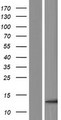 ENY2 Protein - Western validation with an anti-DDK antibody * L: Control HEK293 lysate R: Over-expression lysate