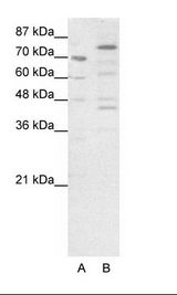 Eomesodermin / EOMES Antibody - A: Marker, B: HepG2 Cell Lysate.  This image was taken for the unconjugated form of this product. Other forms have not been tested.