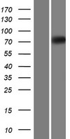 Eomesodermin / EOMES Protein - Western validation with an anti-DDK antibody * L: Control HEK293 lysate R: Over-expression lysate