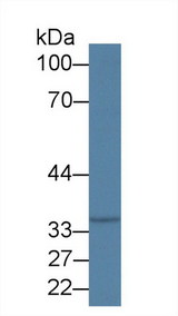 EP300 / p300 Antibody - Western Blot; Sample: Rat Cerebrum lysate; Primary Ab: 1µg/ml Rabbit Anti-Rat EP300 Antibody Second Ab: 0.2µg/mL HRP-Linked Caprine Anti-Rabbit IgG Polyclonal Antibody