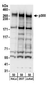 EP300 / p300 Antibody - Detection of human p300 by western blot. Samples: Whole cell lysate (50 µg) from HeLa, HEK293T, and Jurkat cells. Antibodies: Affinity purified rabbit anti-p300 antibody used for WB at 0.1 µg/ml. Detection: Chemiluminescence with an exposure time of 10 seconds.