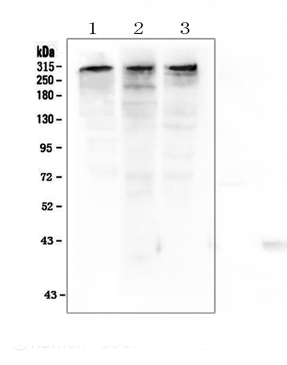 EP300 / p300 Antibody - Western blot analysis of KAT3B/p300 using anti-KAT3B/p300 antibody. Electrophoresis was performed on a 5-20% SDS-PAGE gel at 70V (Stacking gel) / 90V (Resolving gel) for 2-3 hours. The sample well of each lane was loaded with 50ug of sample under reducing conditions. Lane 1: human COLO-320 whole cell lysates, Lane 2: rat PC-12 whole cell lysates, Lane 3: mouse NIH3T3 whole cell lysates. After Electrophoresis, proteins were transferred to a Nitrocellulose membrane at 150mA for 50-90 minutes. Blocked the membrane with 5% Non-fat Milk/ TBS for 1.5 hour at RT. The membrane was incubated with rabbit anti-KAT3B/p3008 antigen affinity purified polyclonal antibody at 0.5 µg/mL overnight at 4°C, then washed with TBS-0.1% Tween 3 times with 5 minutes each and probed with a goat anti-rabbit IgG-HRP secondary antibody at a dilution of 1:10000 for 1.5 hour at RT. The signal is developed using an Enhanced Chemiluminescent detection (ECL) kit with Tanon 5200 system. A specific band was detected for KAT3B/p300 at approximately 300KD. The expected band size for KAT3B/p300 is at 264KD.