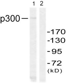 EP300 / p300 Antibody - Western blot analysis of lysates from 293 cells, using p300 Antibody. The lane on the right is blocked with the synthesized peptide.