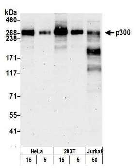 EP300 / p300 Antibody - Detection of human p300 by western blot. Samples: Whole cell lysate from HeLa (15, 5 µg), HEK293T (15, 5 µg), and Jurkat (50 µg)cells prepared using NETN lysis buffer. Antibody: Affinity purified rabbit anti-p300 antibody used for WB at 0.1 µg/ml. Detection: Chemiluminescence with an exposure time of 75 seconds.