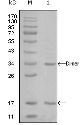 EP300 / p300 Antibody - Western blot using EP300 mouse monoclonal antibody against truncated EP300-His recombinant protein (1).