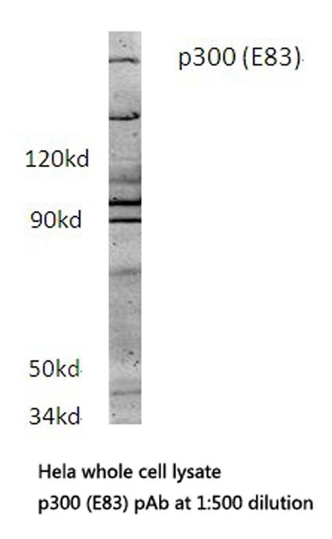 EP300 / p300 Antibody - Western blot of p300 (E83) pAb in extracts from HeLa cells.