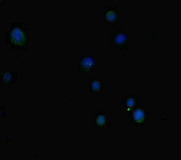 EP300 / p300 Antibody - Immunofluorescent analysis of MCF7 cells diluted at 1:100 and Alexa Fluor 488-congugated AffiniPure Goat Anti-Rabbit IgG(H+L)