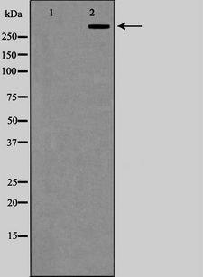 EP300 / p300 Antibody - Western blot analysis of P300/CBP expression in COLO205 cells. The lane on the left is treated with the antigen-specific peptide.