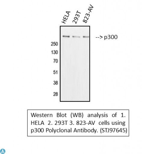 EP300 / p300 Antibody - Western blot (WB) analysis of p300 polyclonal antibody.