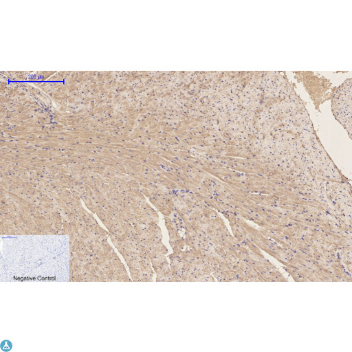 EP300 / p300 Antibody - Immunohistochemical analysis of mouse heart tissue. Anti-p300 at 1:200 (4°C, overnight). Antigen retrieval - Sodium Citrate pH6 (>98°C, 20min). Secondary - 1:200 (room temp, 30min). Negative control - Secondary only