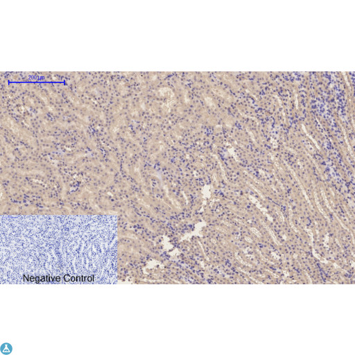 EP300 / p300 Antibody - Immunohistochemical analysis of mouse kidney tissue. Anti-p300 at 1:200 (4°C, overnight). Antigen retrieval - Sodium Citrate pH6 (>98°C, 20min). Secondary - 1:200 (room temp, 30min). Negative control - Secondary only