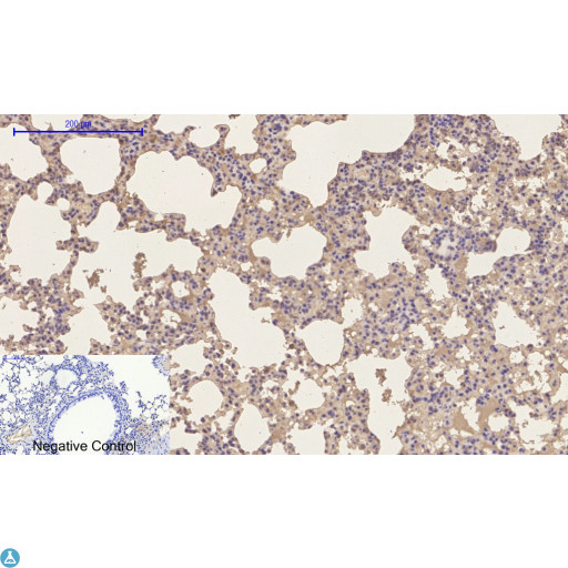 EP300 / p300 Antibody - Immunohistochemical analysis of mouse lung tissue. Anti-p300 at 1:200 (4°C, overnight). Antigen retrieval - Sodium Citrate pH6 (>98°C, 20min). Secondary - 1:200 (room temp, 30min). Negative control - Secondary only