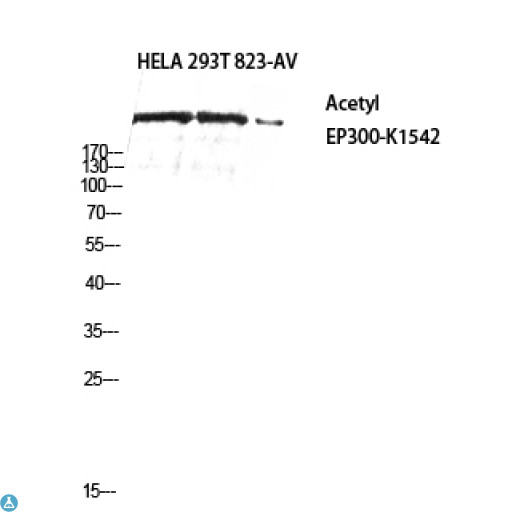 EP300 / p300 Antibody - Western Blot (WB) analysis of HeLa 293T 823-AV using Acetyl-p300 (K1542) antibody.