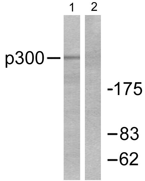EP300 / p300 Antibody - Western blot analysis of extracts from 293 cells, using p300 (Ab-89) antibody.