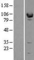 EPB41L1 / 4.1N Protein - Western validation with an anti-DDK antibody * L: Control HEK293 lysate R: Over-expression lysate