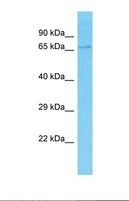 EPB41L4A Antibody - Western blot of Human THP-1. EPB41L4A antibody dilution 1.0 ug/ml.  This image was taken for the unconjugated form of this product. Other forms have not been tested.