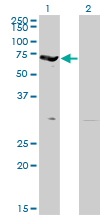 EPB42 Antibody - Western Blot analysis of EPB42 expression in transfected 293T cell line by EPB42 monoclonal antibody (M01), clone 2G12.Lane 1: EPB42 transfected lysate(69.5 KDa).Lane 2: Non-transfected lysate.