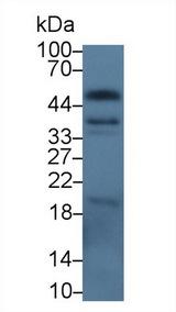 EPCAM Antibody - Western Blot; Sample: Gallus Kidney lysate; Primary Ab: 3µg/ml Rabbit Anti-Gallus EPCAM Antibody Second Ab: 0.2µg/mL HRP-Linked Caprine Anti-Rabbit IgG Polyclonal Antibody