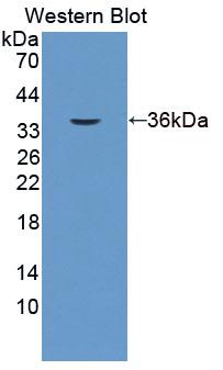 EPCAM Antibody - Western Blot; Sample: Recombinant protein.