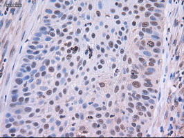 EPCAM Antibody - IHC of paraffin-embedded endometrium using anti-EpCAM mouse monoclonal antibody.