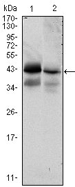 EPCAM Antibody - Western blot using EPCAM mouse monoclonal antibody against HTC116 (1) and T47D (2) cell lysate.