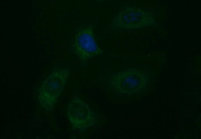 EPCAM Antibody - Immunofluorescent staining of HeLa cells using anti-EPCAM mouse monoclonal antibody.