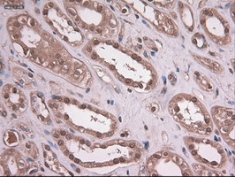 EPCAM Antibody - IHC of paraffin-embedded liver using anti-EpCAM mouse monoclonal antibody.