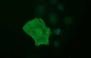 EPCAM Antibody - Anti-EPCAM mouse monoclonal antibody immunofluorescent staining of COS7 cells transiently transfected by pCMV6-ENTRY EPCAM.