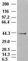 EPCAM Antibody - EpCAM antibody(4G10) at 1:500 dilution + MCF7 cell lysate.