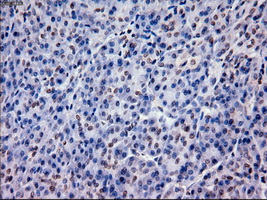 EPCAM Antibody - IHC of paraffin-embedded pancreas using anti-EpCAM mouse monoclonal antibody.