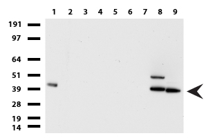 EPCAM Antibody - Western blot of cell lysates. (35ug) from 9 different cell lines. (1: HepG2, 2: HeLa, 3: SV-T2, 4: A549. 5: COS7, 6: Jurkat, 7: PC-12, 8: MDCK, 9: MCF7).