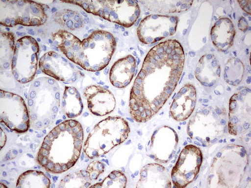 EPCAM Antibody - Immunohistochemical staining of paraffin-embedded Human Kidney tissue using anti-EPCAM mouse monoclonal antibody.  heat-induced epitope retrieval by 10mM citric buffer, pH6.0, 120C for 3min)