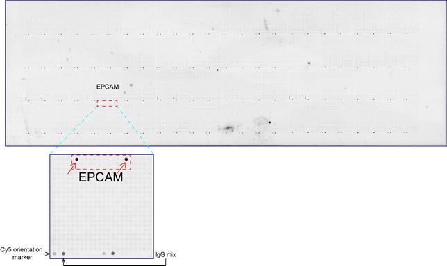 EPCAM Antibody - OriGene overexpression protein microarray chip was immunostained with UltraMAB anti-EPCAM mouse monoclonal antibody. The positive reactive proteins are highlighted with two red arrows in the enlarged subarray. All the positive controls spotted in this subarray are also labeled for clarification.
