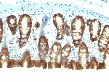 EPCAM Antibody - Formalin-fixed, paraffin-embedded rat colon stained with EpCAM antibody (EGP40/1110).  This image was taken for the unmodified form of this product. Other forms have not been tested.