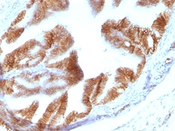 EPCAM Antibody - Formalin-fixed, paraffin-embedded rat Oviduct stained with EpCAM antibody (EGP40/1110).  This image was taken for the unmodified form of this product. Other forms have not been tested.