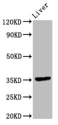 EPCAM Antibody - Positive Western Blot detected in Rat liver tissue. All lanes: EPCAM antibody at 9.6 µg/ml Secondary Goat polyclonal to rabbit IgG at 1/50000 dilution. Predicted band size: 35 KDa. Observed band size: 35 KDa