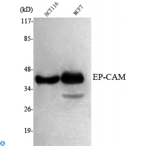EPCAM Antibody - Western Blot (WB) analysis using EP-CAM Monoclonal Antibody against HCT116, MCF7 cell lysate.