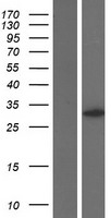 EPCAM Protein - Western validation with an anti-DDK antibody * L: Control HEK293 lysate R: Over-expression lysate