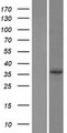 EPDR / EPDR1 Protein - Western validation with an anti-DDK antibody * L: Control HEK293 lysate R: Over-expression lysate