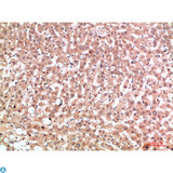 EPG5 / KIAA1632 Antibody - Immunohistochemical analysis of paraffin-embedded human-liver, antibody was diluted at 1:200.