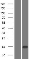 EPGN / Epigen Protein - Western validation with an anti-DDK antibody * L: Control HEK293 lysate R: Over-expression lysate