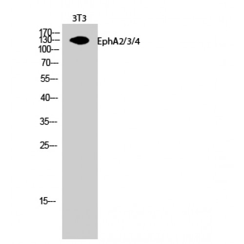 EPH Receptor A2+A3+A4 Antibody - Western blot of EphA2/3/4 antibody