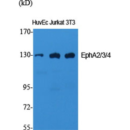 EPH Receptor A2+A3+A4 Antibody - Western blot of EphA2/3/4 antibody