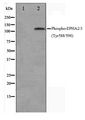 EPH Receptor A2+A3 Antibody - Western blot of HepG2 cell lysate using Phospho-EPHA2/3(Tyr588/596) Antibody