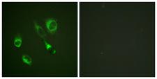 EPH Receptor A2+A3 Antibody - P-peptide - + Immunofluorescence analysis of HeLa cells, using EPHA2/3/4 (Phospho-Tyr588/596) antibody.