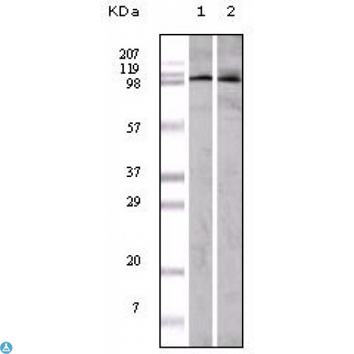 EPHA1 / EPH Receptor A1 Antibody - Western Blot (WB) analysis using EphA1 Monoclonal Antibody against A549 (1) and HeLa (2) cell lysate.