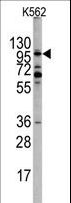EPHA10 / EPH Receptor A10 Antibody - Western blot of EPHA10 Antibody in K562 cell line lysates (35 ug/lane). EPHA10 (arrow) was detected using the purified antibody.