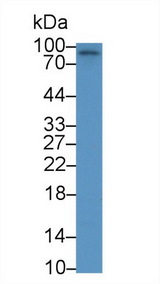 EPHA10 / EPH Receptor A10 Antibody - Western Blot; Sample: Human K562 cell lysate; Primary Ab: 1µg/ml Rabbit Anti-Human EPHA10 Antibody Second Ab: 0.2µg/mL HRP-Linked Caprine Anti-Rabbit IgG Polyclonal Antibody